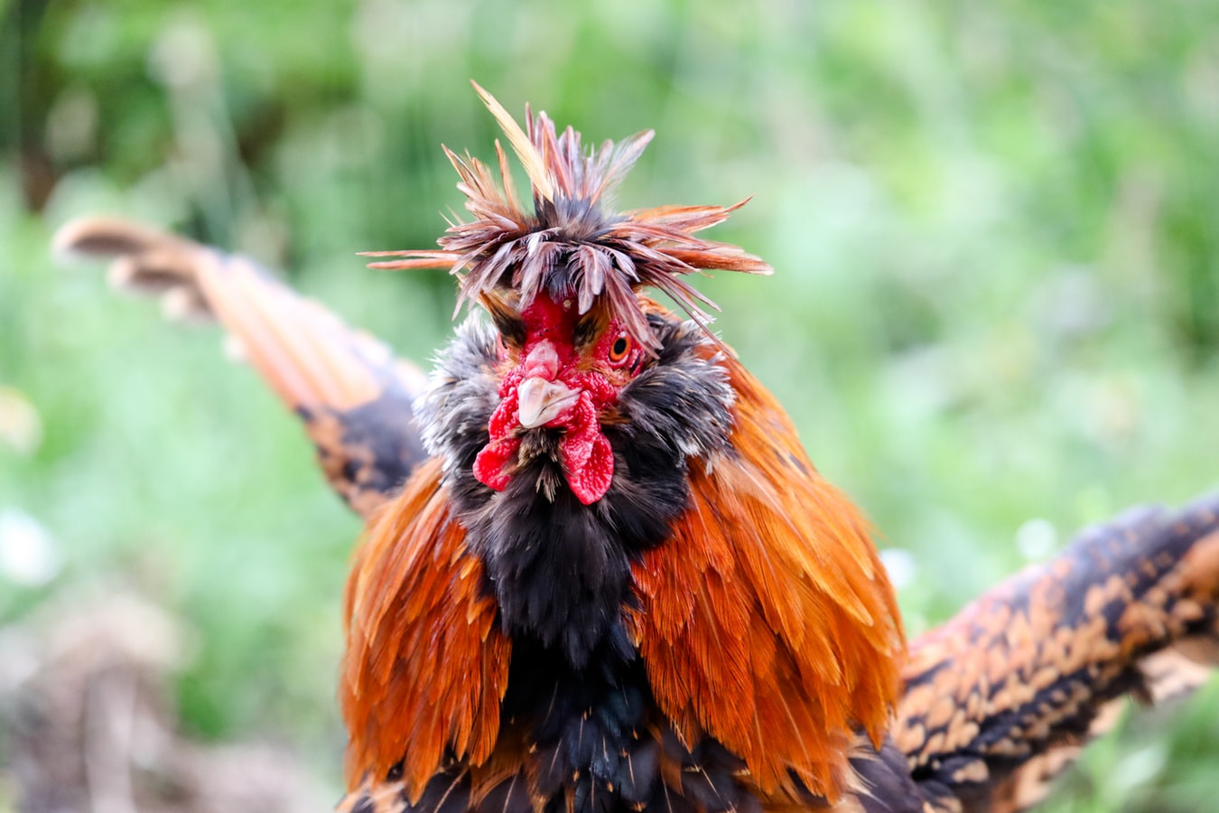 Tips Tepat Bermain Sabung Ayam S128 Lebih Efektif